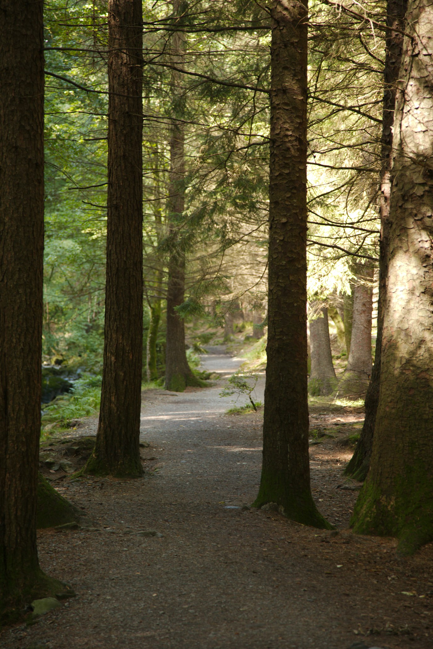 Waldweg im weichen Licht – ein Weg zurück zu sich selbst